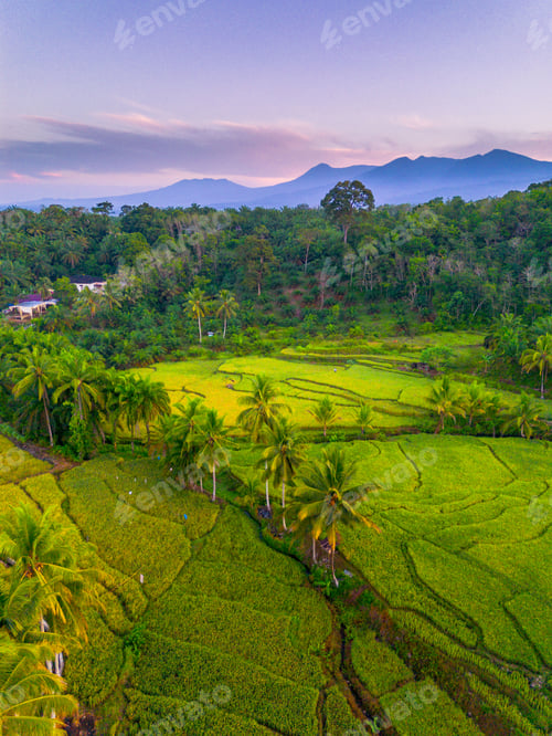 Preview: Beautiful morning view in Indonesia, panoramic landscape of rice fields with mountain