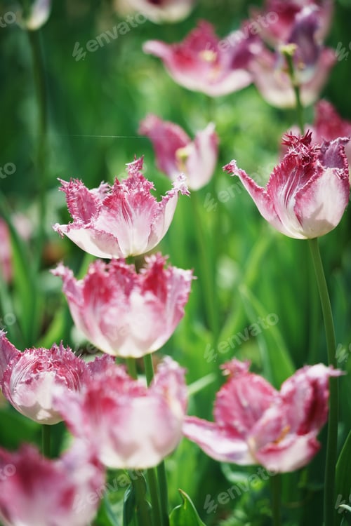 Preview: Scenic view of tulip flowers growing in a garden in spring