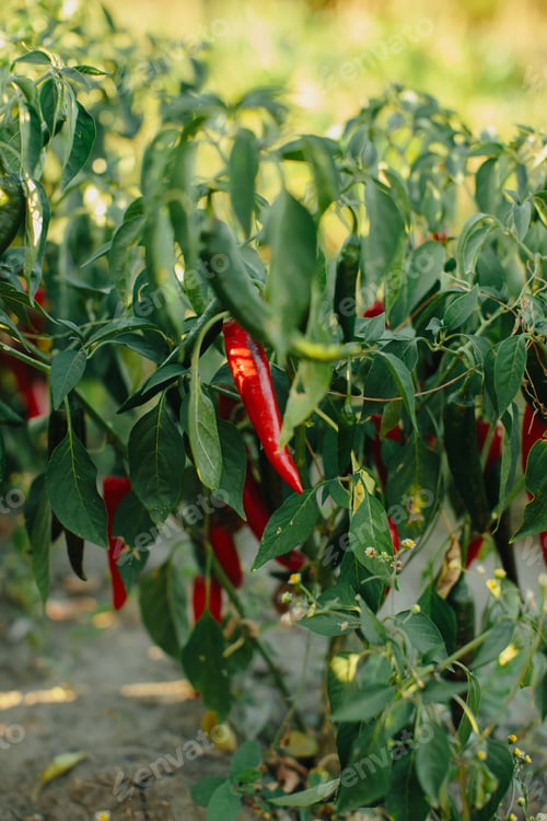 Preview: Vibrant hot chili peppers ripening in the autumn garden