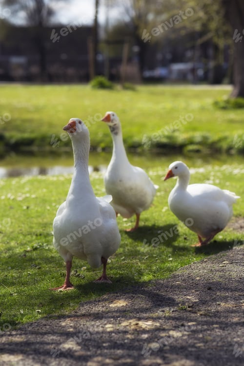 Preview: Vertical shot of white geese walking on the meadow