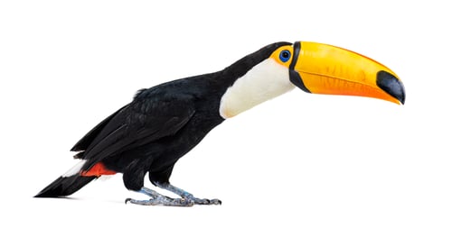Preview: Toucan toco, Ramphastos toco, isolated on white