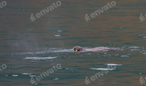 Preview: A seal swimming in the icy waters of Svalbard during a tranquil Arctic evening
