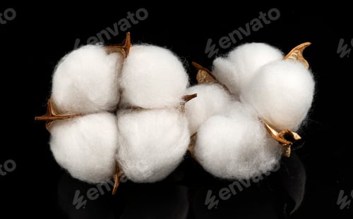 Preview: Cotton plant flower isolated on black background