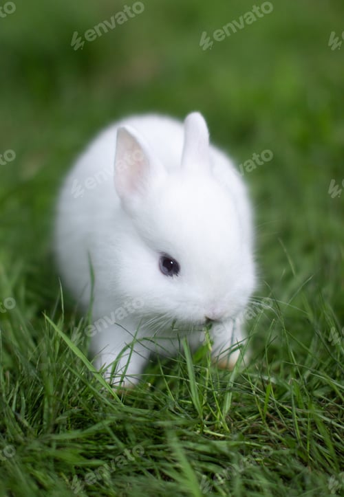 White Rabbit Eating Grass in Springtime Green Field
