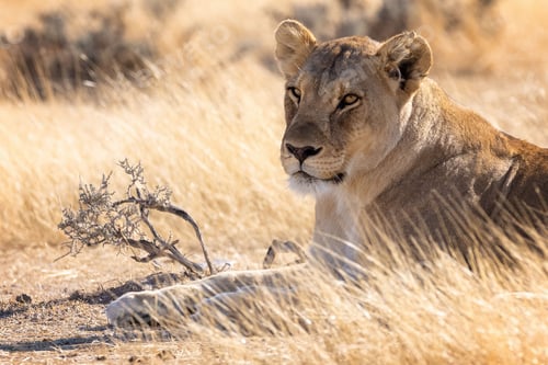 Preview: Lioness in Golden Savannah