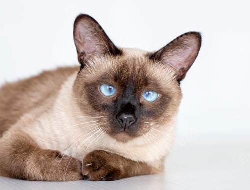 Preview: Pet animal; cute siamese cat
