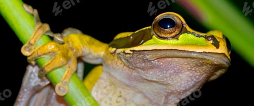 Preview: New Granada Cross-banded Tree Frog, Corcovado National Park, Costa Rica