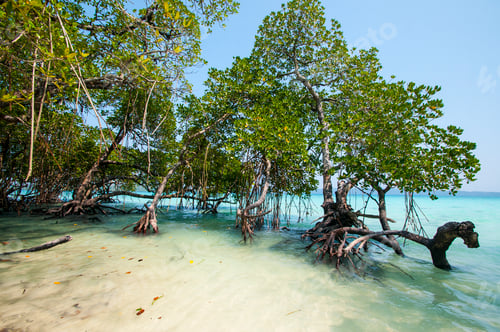 Preview: Beautiful tree on Havelock Island Beach.