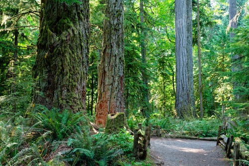 Preview: Serene forest path surrounded by towering trees and lush greenery.
