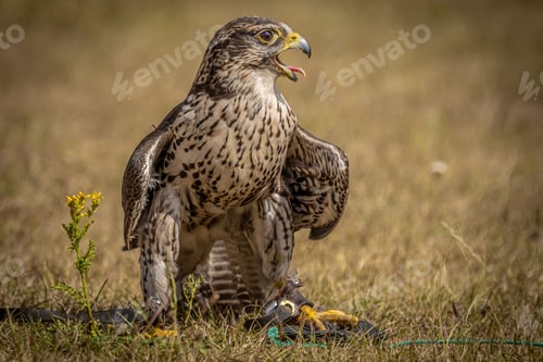 Preview: View of the falcon bird on the ground