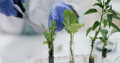 Preview: Closeup, science and employee with plants, research and ecology with soil or scissor with growth. P