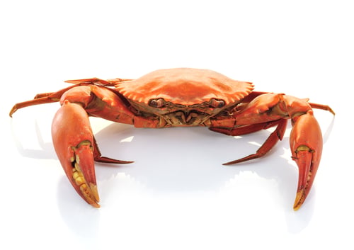 Cooked Crab on a White Background