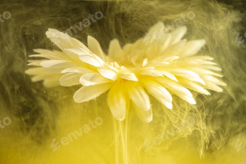 Preview: beautiful flower with white petals in clouds of yellow smoke on black background, photo underwater