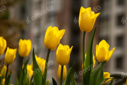 Preview: Yellow tulips in spring in the garden. Tulip bush. Floral background.