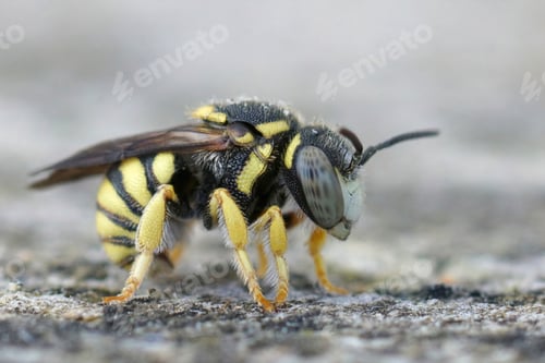 Preview: Yellow male rotund resin bee, Anthidiellum strigatum in Gard, France