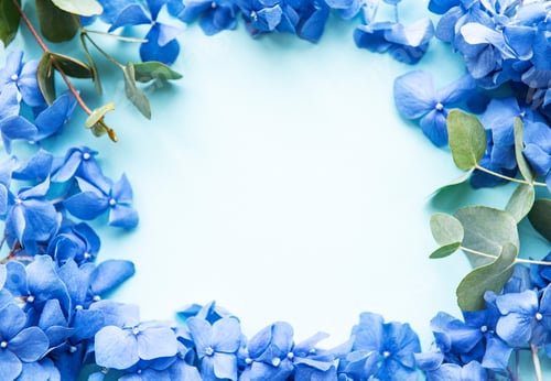 Floral Frame with Blue Hydrangeas and Copy Space