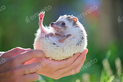 Preview: Human hands holding little african hedgehog pet outdoors on summer day. Keeping domestic animals and