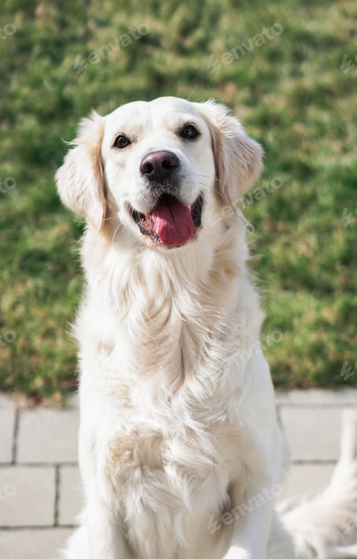 Preview: Golden retriever sitting and panting in garden