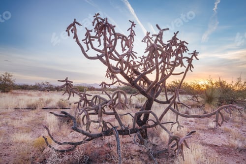 Cholla Cactus in Arizona Desert at Sunset