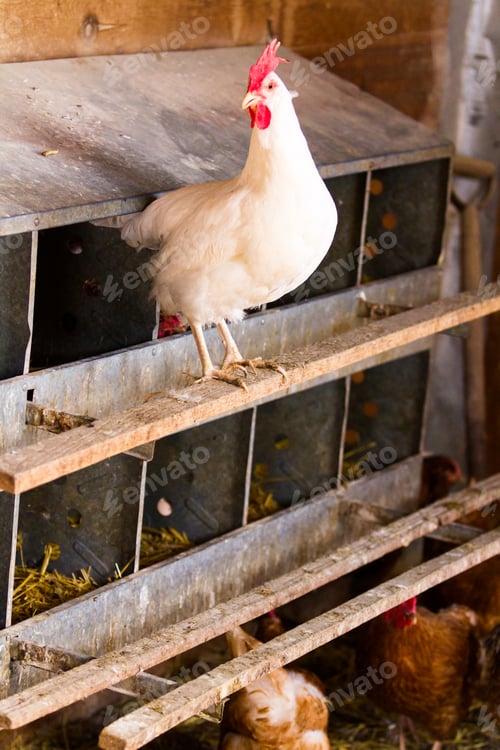 Preview: Free range chickens