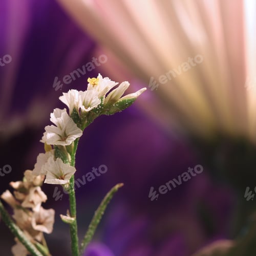 Preview: Close Up Of Tiny White Flowers