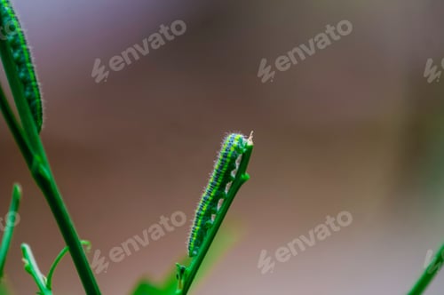 Preview: Caterpillar moth perched atop a tree branch