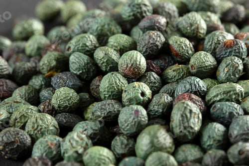 Preview: Pistacia terebinthus, Fruits of Terebinth. Menengic seeds. Citlembik.