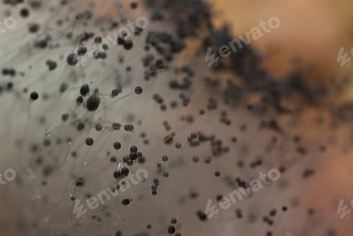 Preview: Closeup shot of fungi on a rotten vegetable