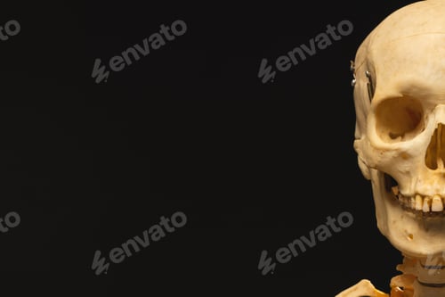 Preview: Plastic skeleton with copy space on black background