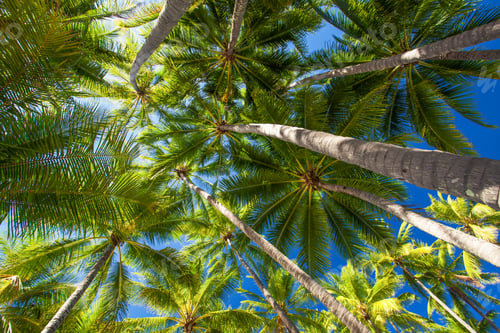 Preview: Low angle photo of palm trees on the tropical beach