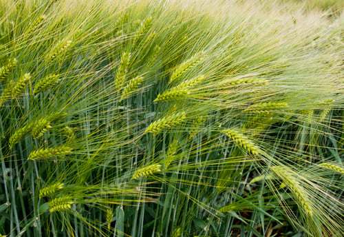 Preview: close up of spikelets of winter barley