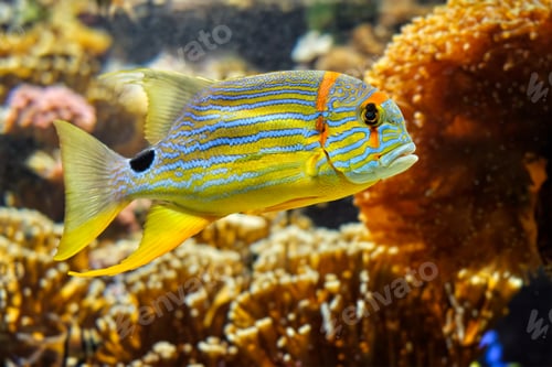 Preview: Threadfin Snapper Symphorichthys Spilurus fish underwater in sea