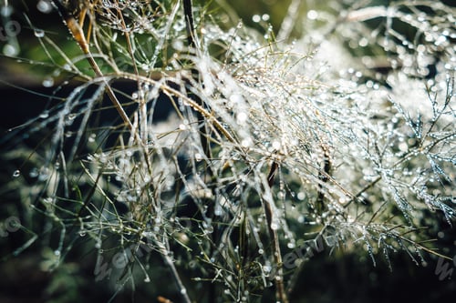 Preview: Bronze fennel in morning dew