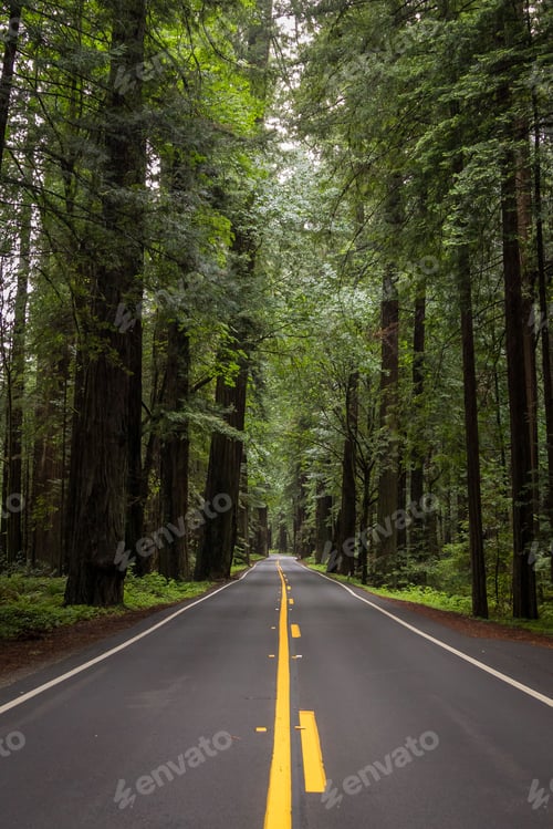 Preview: Avenue of Giants road that weaves between the massive coastal redwood trees of northern California