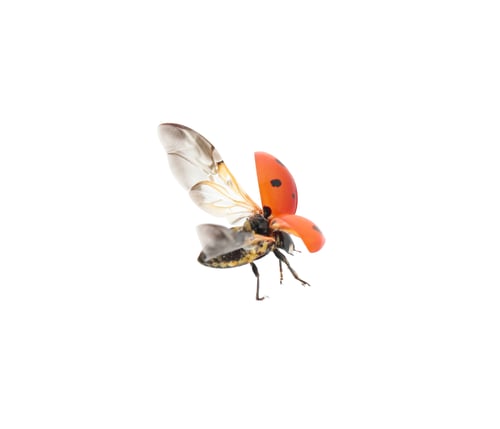 Preview: One beautiful red ladybug isolated on white