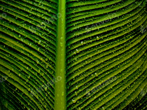Preview: Agricultural farm farming plants plants green vegetation landscape Kenya East Africa