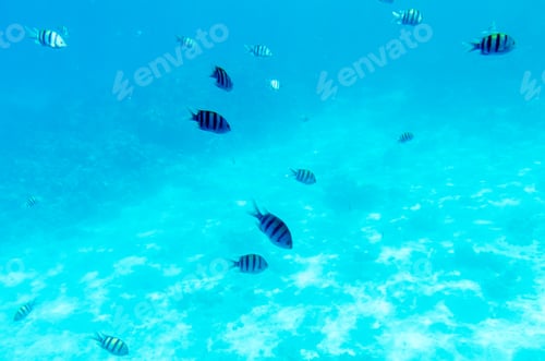 Preview: Striped fish swimming in clear blue underwater