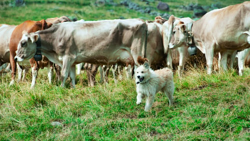 Preview: Shepherd dog