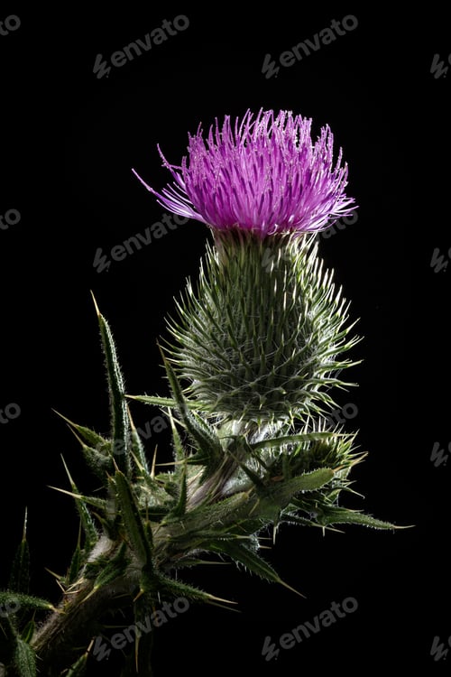 Preview: Bull Thistle Flower
