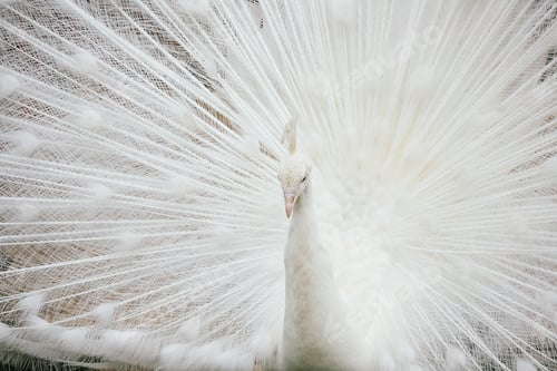 Preview: Beautiful Indian peafowl with white feathers and a long tail