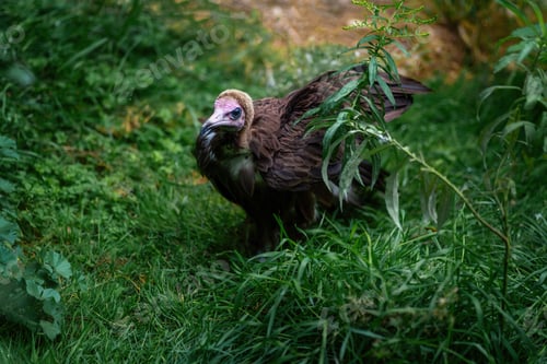 Preview: Hooded Vulture on the ground (necrosyrtes monachus)