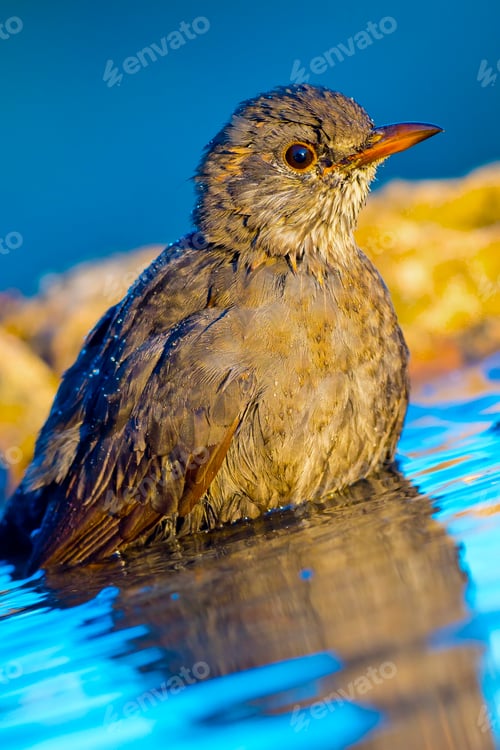 Preview: Blackbird, Forest Pond, Mediterranean Forest, Spain