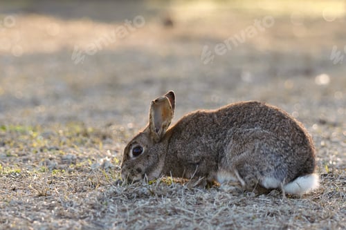 Preview: Wild Rabbit Resting Peacefully on Mossy Ground in Soft Natural Light Outdoors.