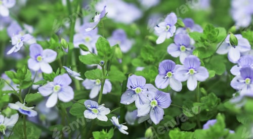 Preview: Small white blue flower Veronica filiformis among lush green grass