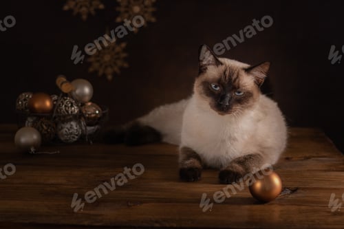 Preview: Birman cat (Color Point cat), preparation for Christmas and New Year.