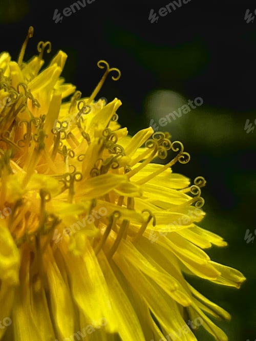 Preview: Closeup of a yellow dandelion