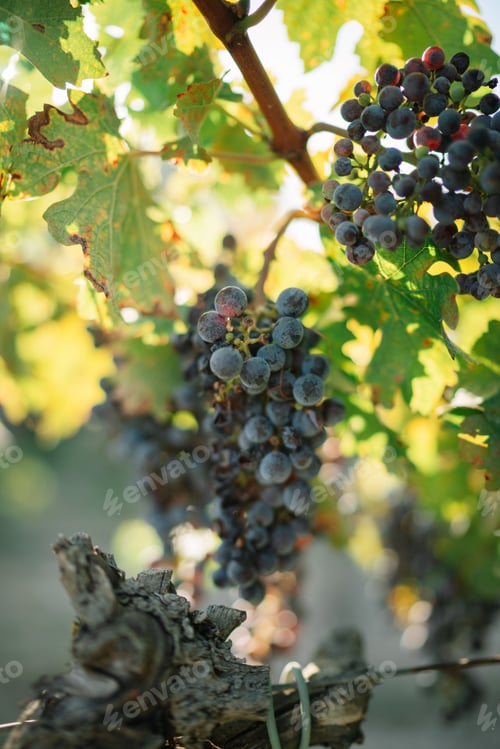 Preview: Scenic view of ripe grapes in vineyard in Catalonia, Spain
