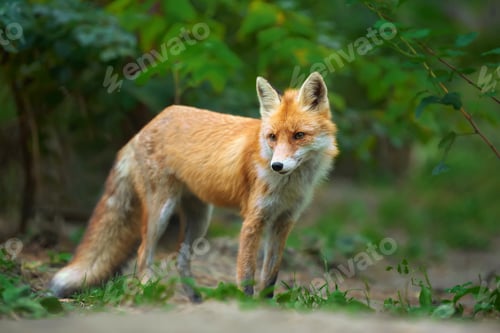 Preview: Portrait of a red fox (Vulpes vulpes)