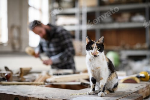 Preview: Cat sitting on work table and looking at camera indoors in carpentry workshop