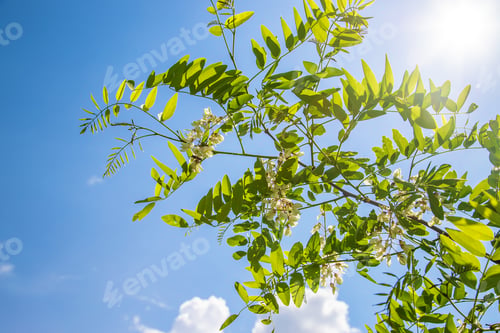 Preview: nature